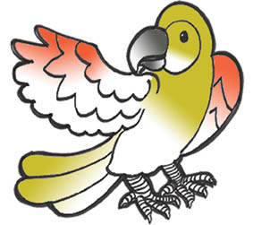 parrot_4
