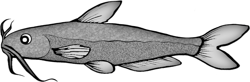 catfish