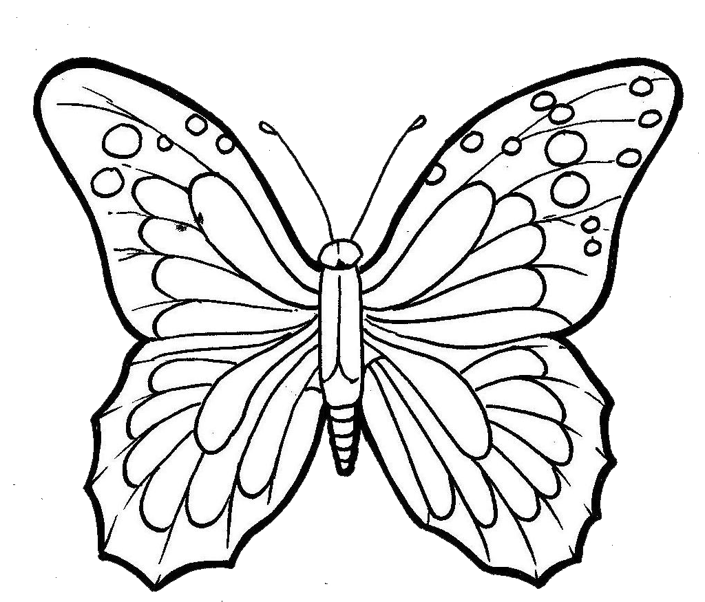 butterfly