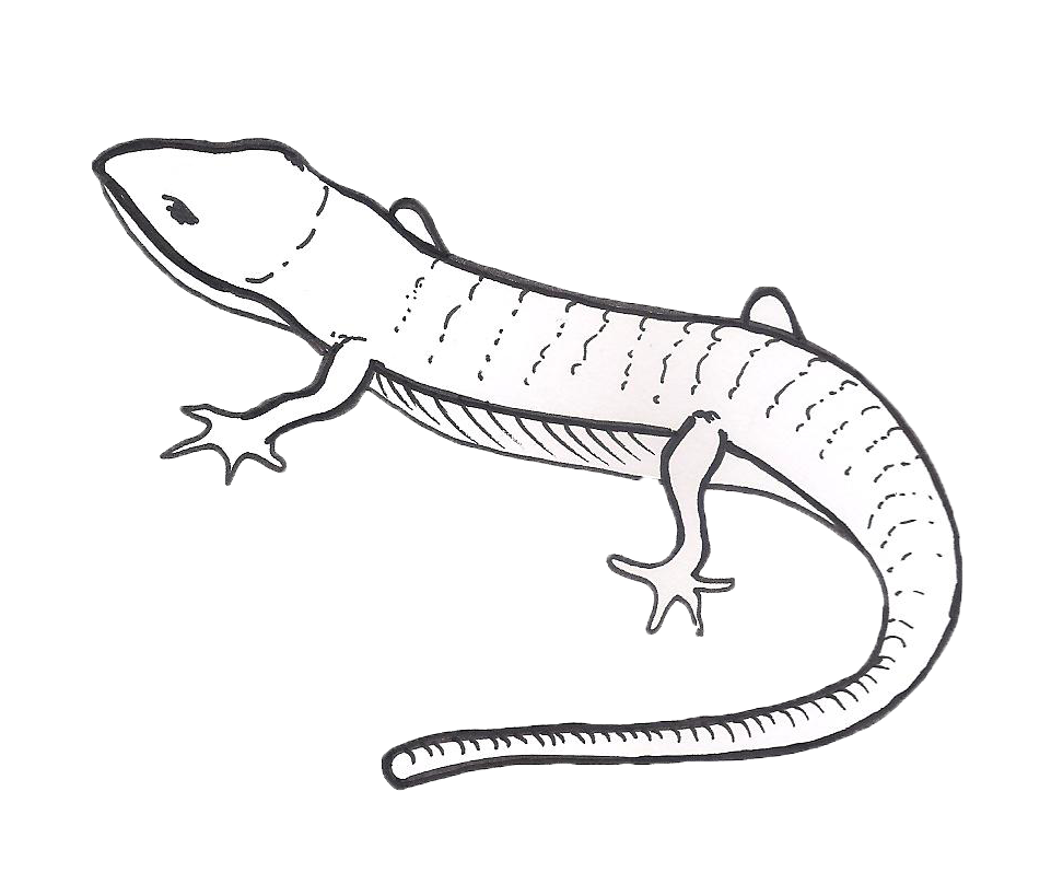 lizard